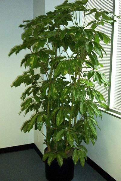 Schefflera Amate Plants on Sale