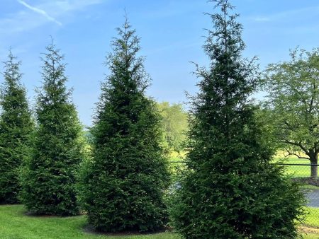 Thuja Green Giant For Sale