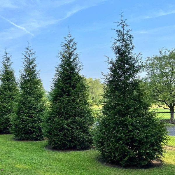 Thuja Green Giant For Sale