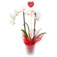 White Orchid Plant on Sale