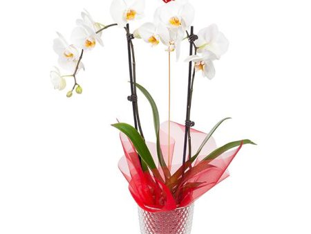 White Orchid Plant on Sale