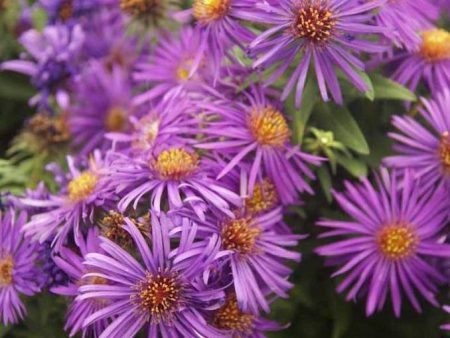 Aster Purple Dome on Sale