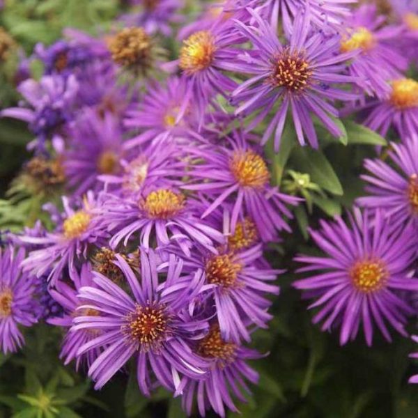 Aster Purple Dome on Sale