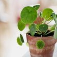 Chinese Money Plants Pilea peperomoides Online Sale