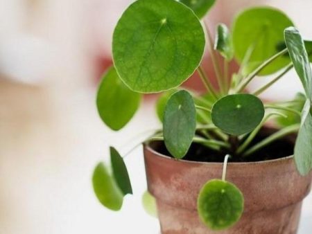 Chinese Money Plants Pilea peperomoides Online Sale