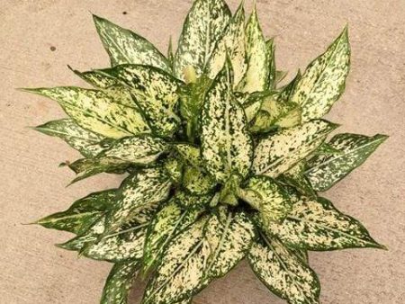 Aglaonema Spring Snow Plants For Sale