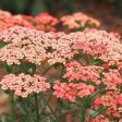 Achillea Apricot Delight Online