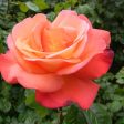 Orange Glow™ Knock Out® Rose Tree Sale