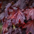 Crimson King Maple Tree For Sale