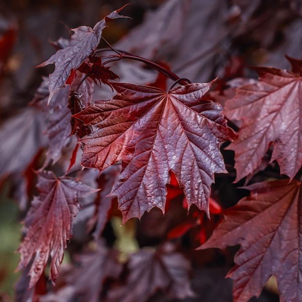 Crimson King Maple Tree For Sale