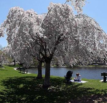 White Weeping Cherry Tree Cheap