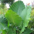 Alocasia Elephant Ear Plants Fashion