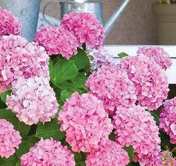 Forever Pink Hydrangea Shrubs For Discount