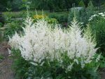 Astilbe Snowdrift Plants on Sale