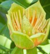 Tulip Poplar Online now