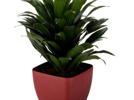 Compact Janet Craig Dracaena Plants Online Hot Sale