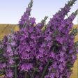 Sensational™ Lavender Plant Hot on Sale