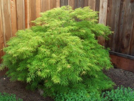 Viridis Japanese Maple Trees Online now