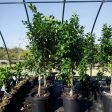 Improved Meyer Lemon Tree Online Sale