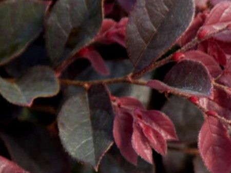 Loropetalum Purple Daydream Shrubs For Cheap