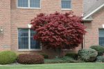 Bloodgood Japanese Maple Trees For Sale