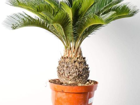 Sago Palm Plants Hot on Sale