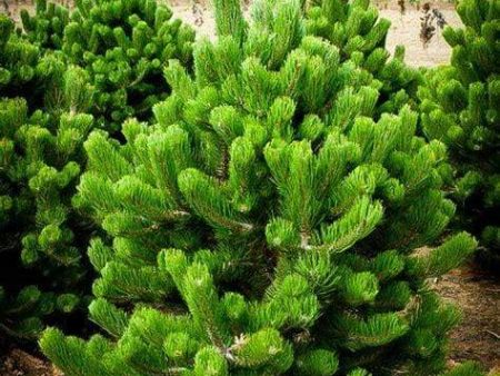 Austrian Pine Trees Online