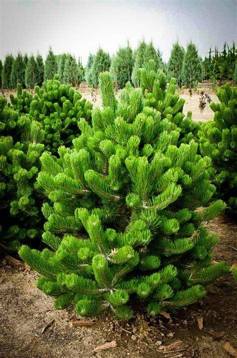 Austrian Pine Trees Online