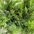 Sea Green Juniper For Discount