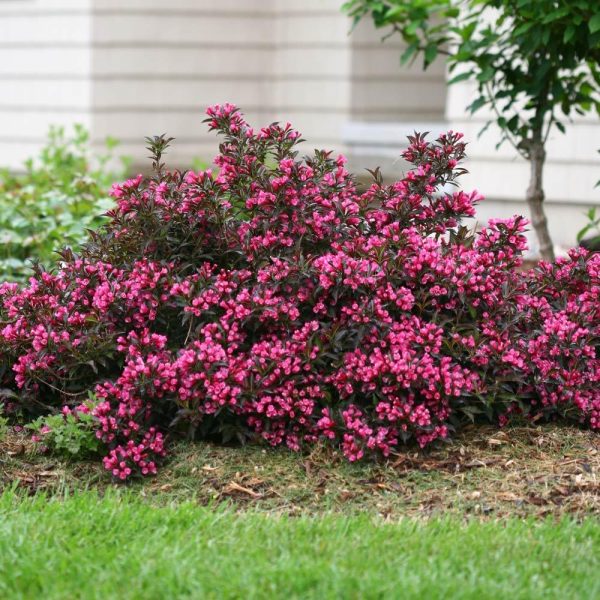 Spilled Wine Weigela Shrub Sale