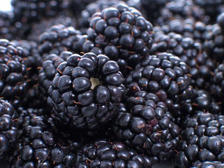 Thornless Blackberry For Discount