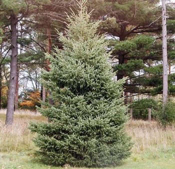 Black Hills Spruce Tree For Sale