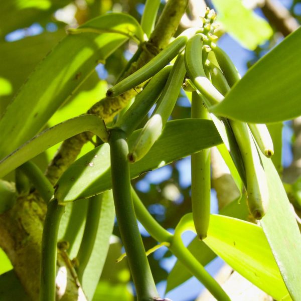 Vanilla Bean Plant on Sale