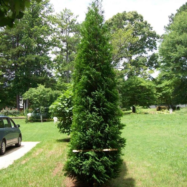 American Pillar Arborvitae Trees Online Hot Sale