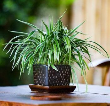 Spider Plant For Cheap