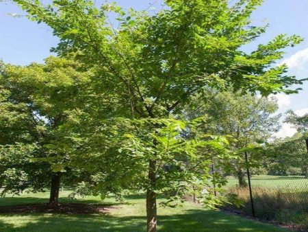 Valley Forge Elm Tree on Sale