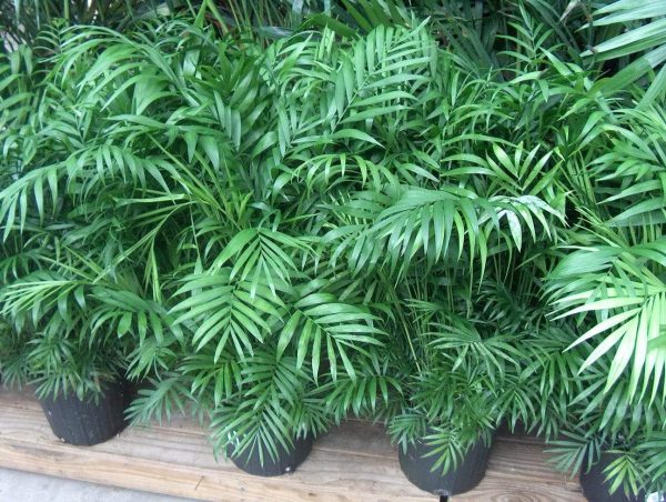 Neanthe Bella Palm Plants Sale