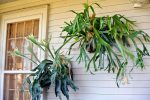 Staghorn Fern Plants Hot on Sale