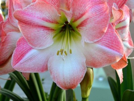 Amaryllis Apple Blossom Gift Box For Sale