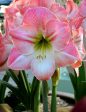 Amaryllis Apple Blossom Gift Box For Sale