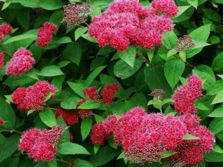 Double Play Red Spirea Shrubs Sale