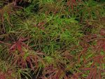 Villa Taranto Japanese Maple Trees For Cheap