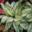 White Aglaonema Plants Supply