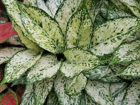 White Aglaonema Plants Supply