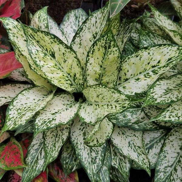 White Aglaonema Plants Supply