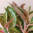 Aglaonema Sparkling Sarah Plants Online now