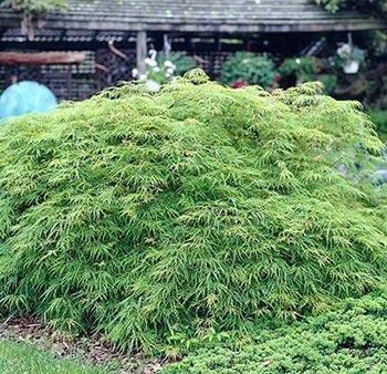 Spring Delight Japanese Maple For Discount