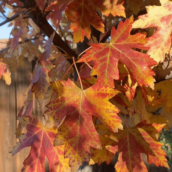 Autumn Fantasy Maple Trees Supply