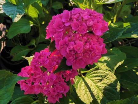 Ruby Red Hydrangea Shrubs Fashion