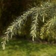 Deodar Cedar Tree on Sale